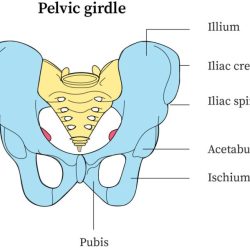 Art-labeling activity bones of the pelvic girdle and lower limb