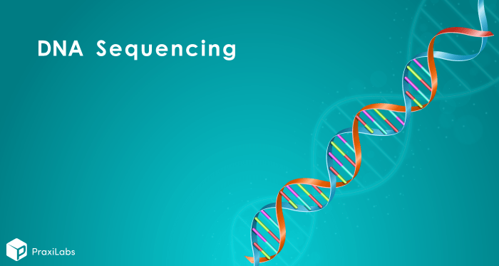 Dna technology applications slideshare biology